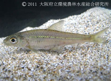 淡水魚品種|画像一覧 ｜ 淡水魚図鑑（在来種） ｜ 図鑑 ｜ 大阪府 